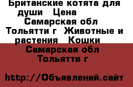 Британские котята для души › Цена ­ 1 000 - Самарская обл., Тольятти г. Животные и растения » Кошки   . Самарская обл.,Тольятти г.